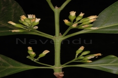 Blepharistemma membranifolia